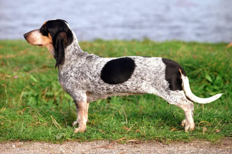 Anleitung zur Aufzucht eines Basset Bleu de Gascogne-Hundes