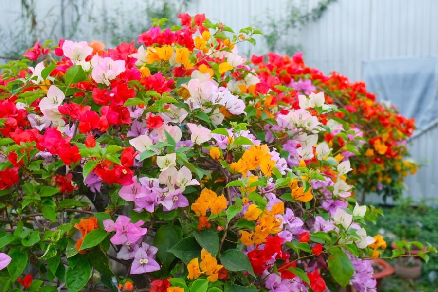 Anleitung zum Züchten superschöner fünffarbiger Bougainvillea Blüten