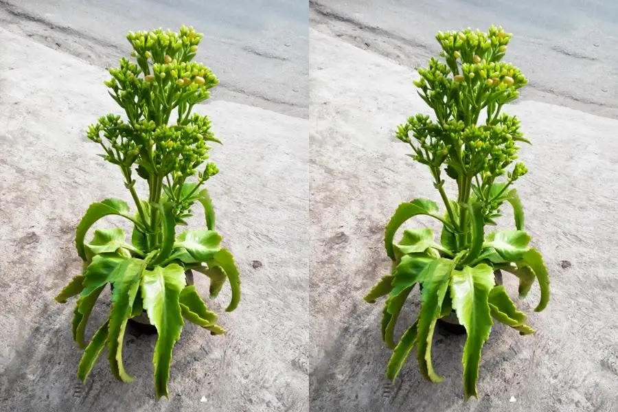 Anleitung zum Züchten langblättriger Blumenpflanzen in Töpfen