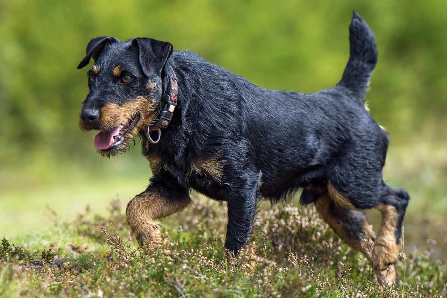 Anleitung zur Aufzucht eines Deutschen Terriers