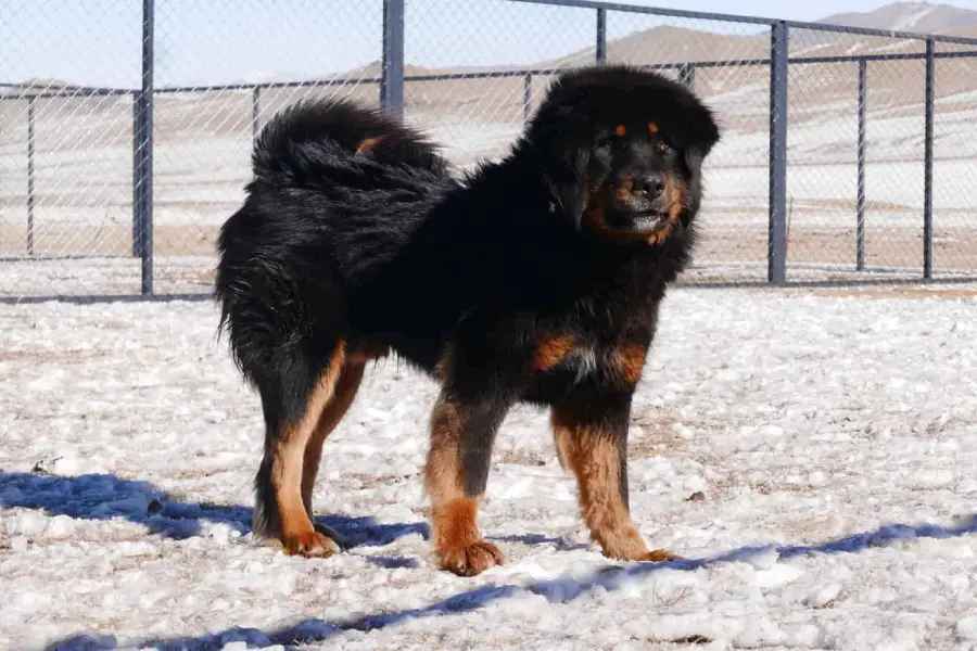 Anleitung zur Aufzucht mongolischer Bankhar-Hunde