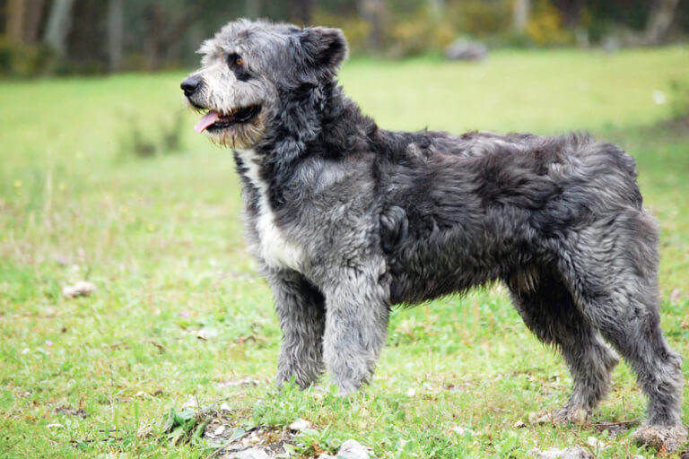 Detaillierte Anleitung zur Aufzucht eines Barbado da Terceira-Hundes