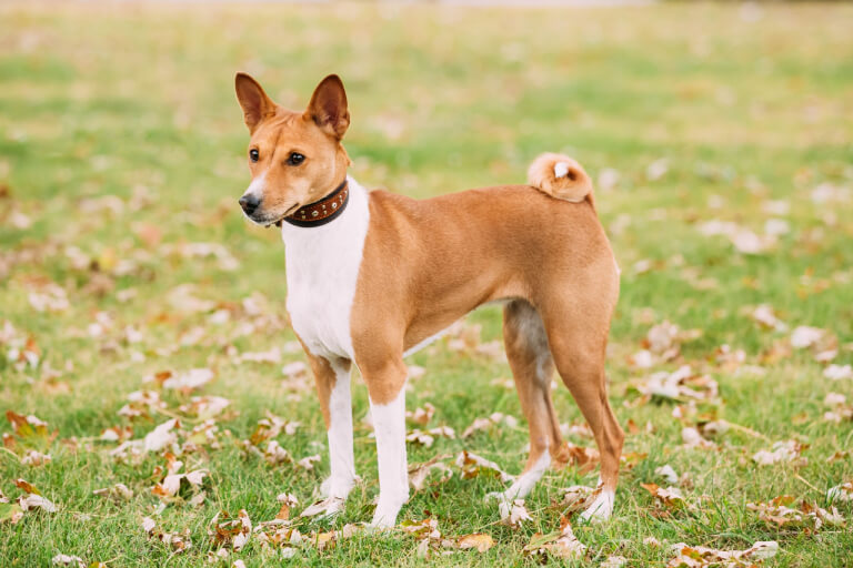 Anleitung zur ganz einfachen Aufzucht von Basenji-Hunden