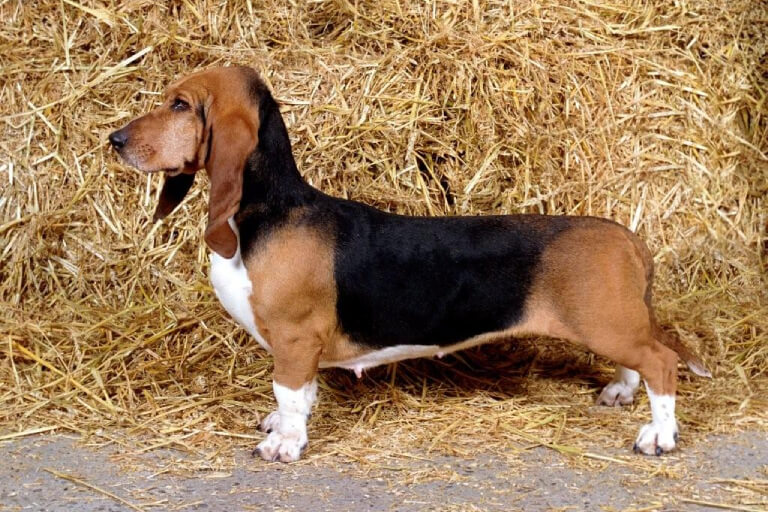 Anleitung zur Aufzucht eines Basset Artésien Normand-Hundes