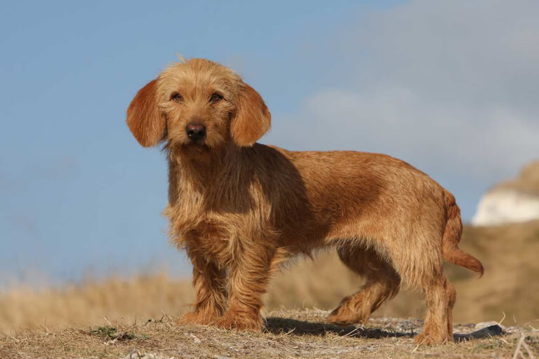 Anleitung zur Aufzucht von Basset Fauve de Bretagne-Hunden