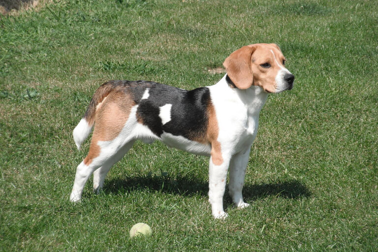 Anleitung zur Aufzucht eines französischen Beagle-Harriers