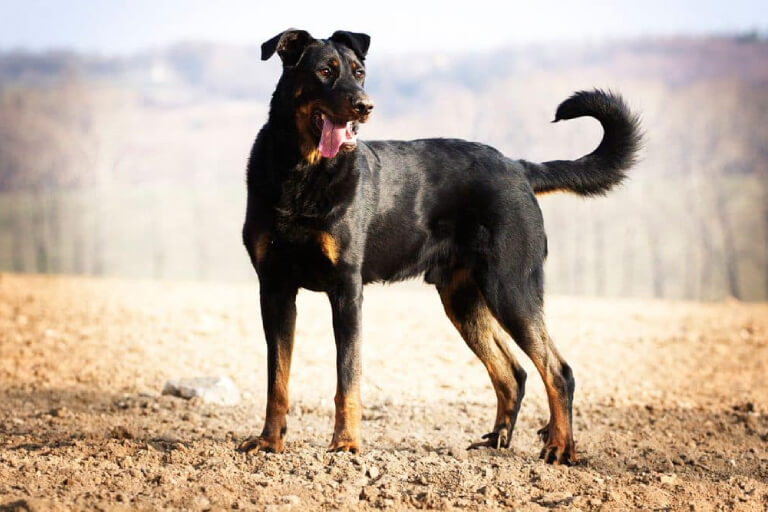 Anleitung zur Aufzucht eines französischen Beauceron-Hundes