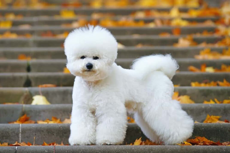 Anleitung zur Aufzucht weißhaariger Bichon-Frisé-Hunde