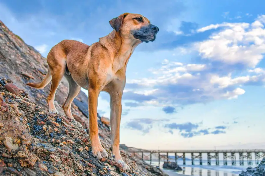 Anleitung zur Aufzucht von Black Mouth Cur-Hunden