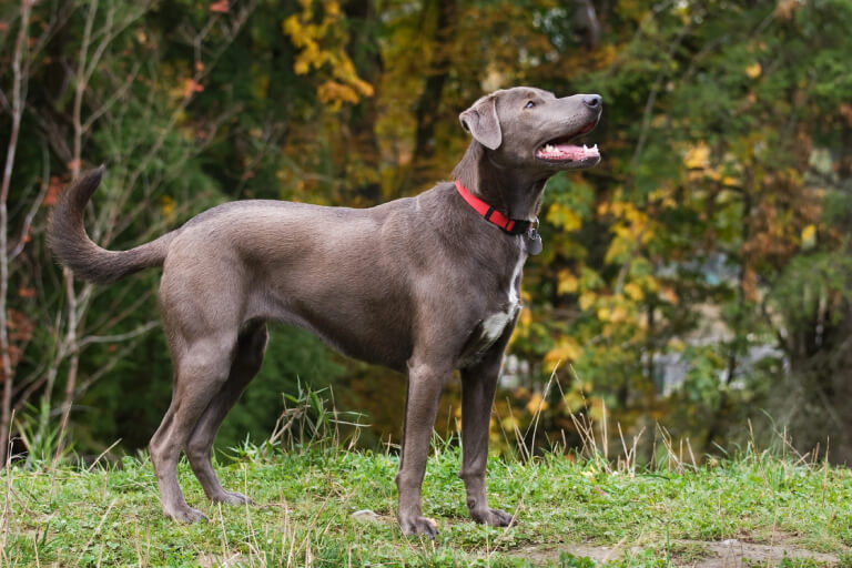 Anleitung zur Aufzucht von Blue Lacy-Hunden für Anfänger