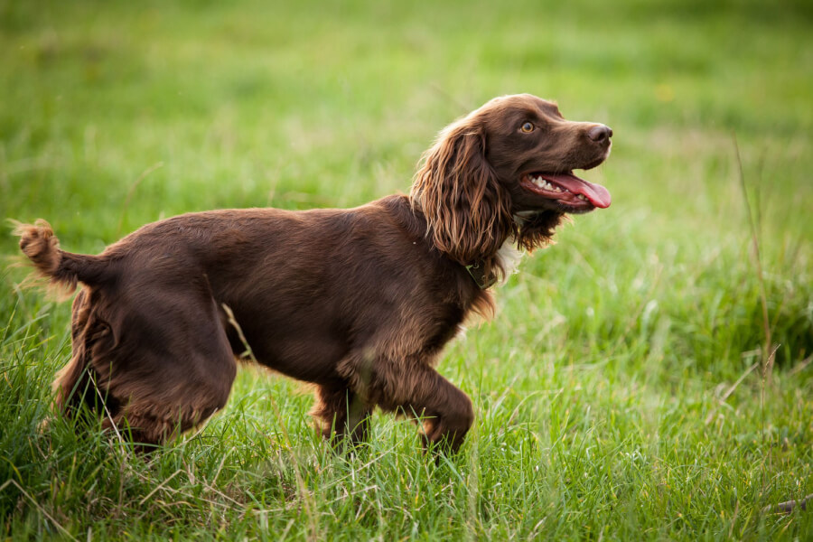 Anleitung zur Aufzucht eines American Boykin Spaniel