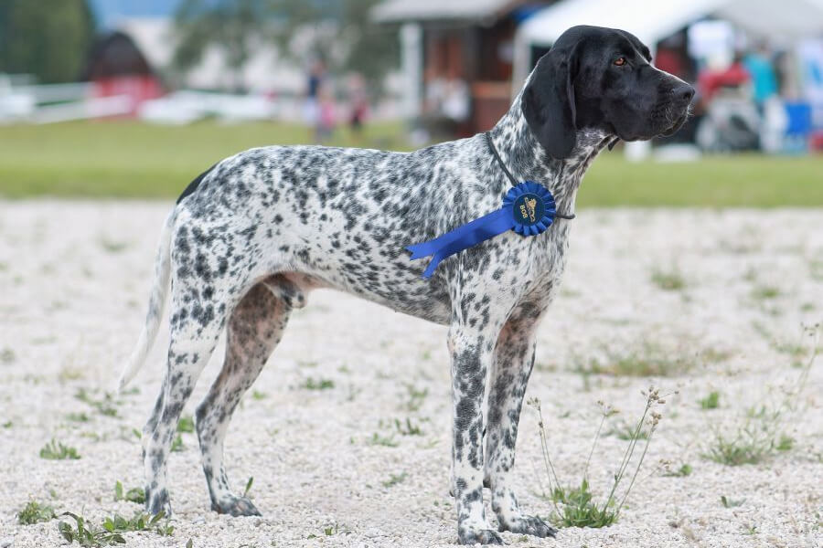 Anleitung zur Aufzucht französischer Braque d’Auvergne-Hunde