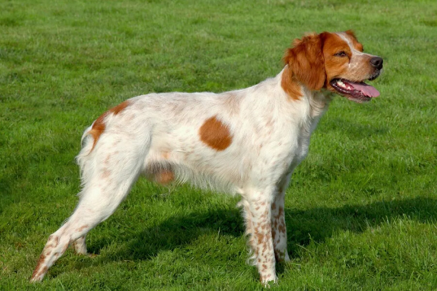 Anleitung zur Aufzucht eines französischen Brittany Spaniels