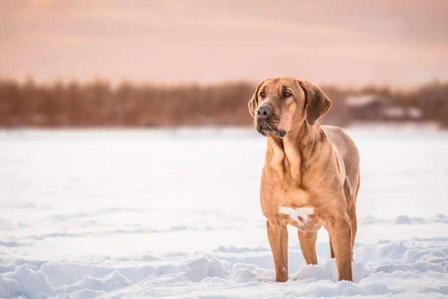 Anleitung zur Aufzucht eines Broholmer-Hundes