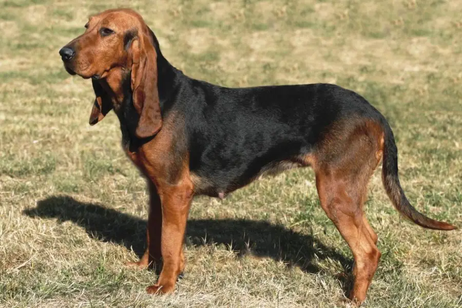 Anleitung zur Aufzucht eines Bruno-Jura-Hundes