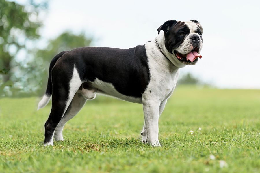 Anleitung zur Aufzucht einer Schweizer Bulldogge