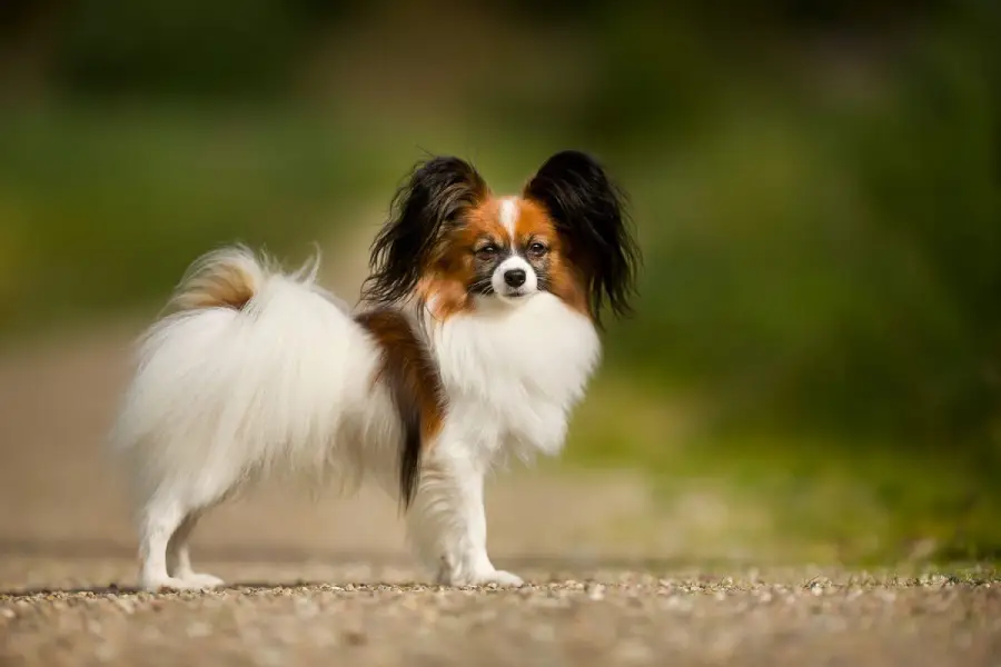 Anleitung zur Erziehung eines Papillon-Hundes