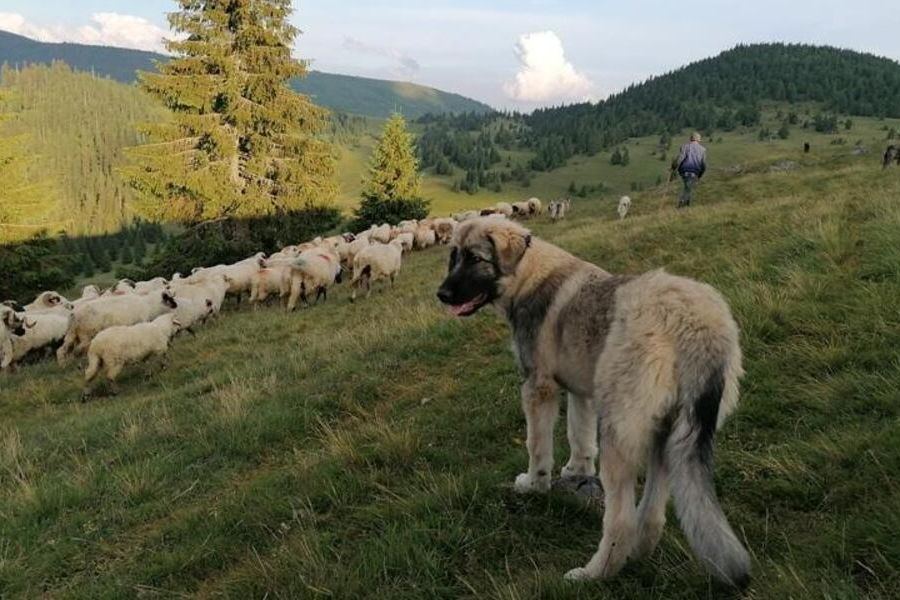 Anleitung zur Aufzucht rumänischer Karpaten-Schäferhunde