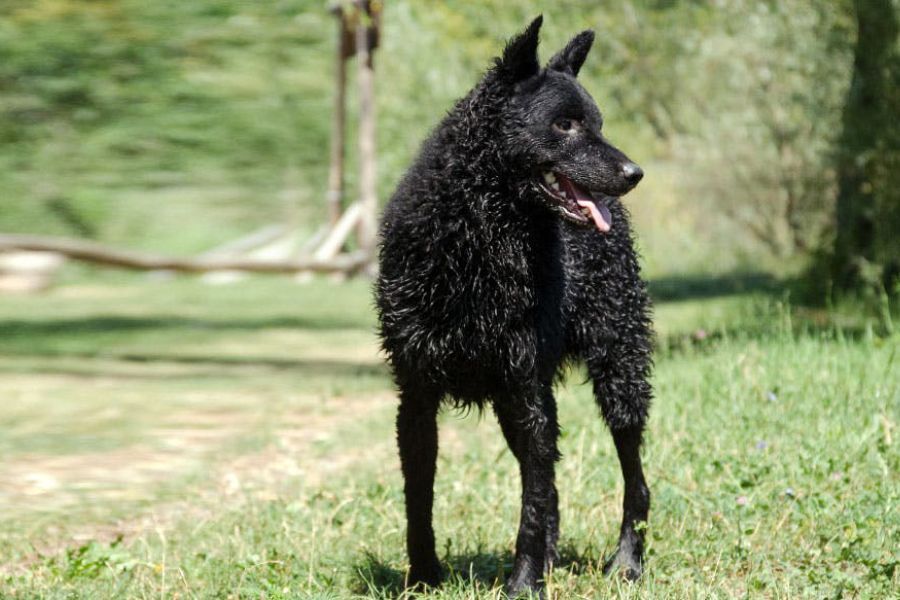 Anleitung zur Aufzucht eines Kroatischen Schäferhundes