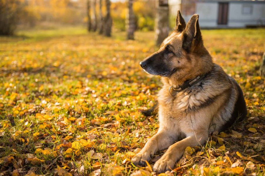 Anleitung zur Erziehung eines King Shepherd-Hundes