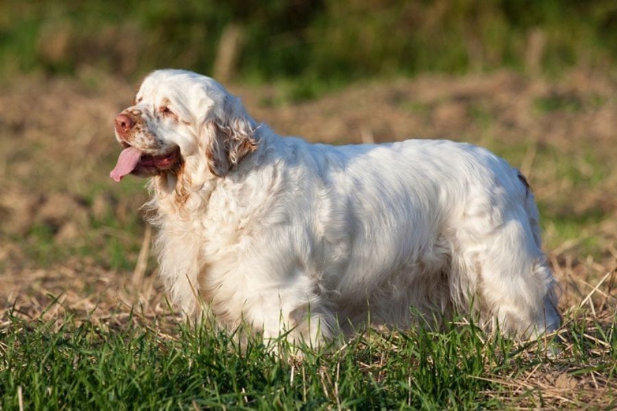 Detaillierte Anweisungen zur Aufzucht von Clumber Spaniel-Hunden