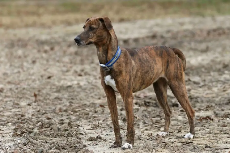 Anleitung zur Aufzucht von Mountain Cur-Hunden