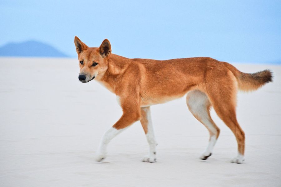 Anleitung zur Aufzucht von Dingo-Hunden in Australien