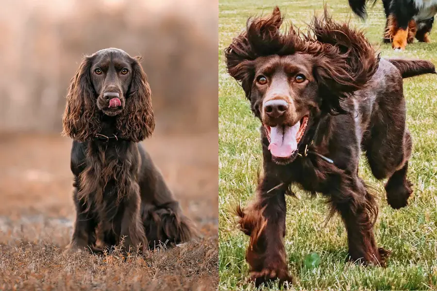 Anleitung zur Aufzucht von Field Spaniel-Hunden