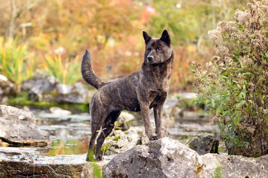 Anleitung zur Aufzucht japanischer Kai-Ken-Hunde