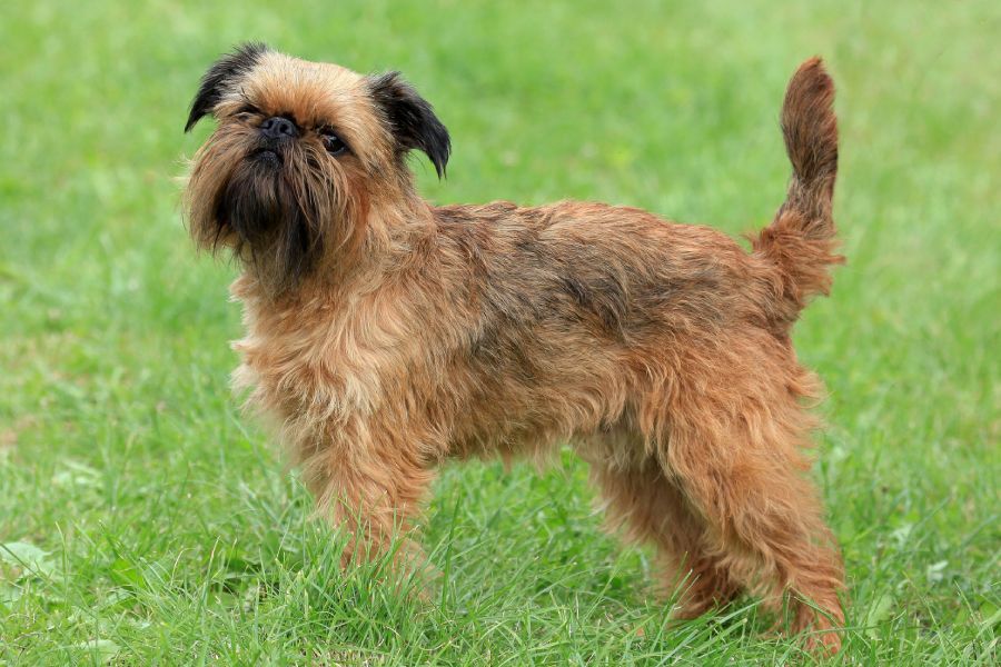 Anleitung zur Aufzucht eines Brüsseler Griffon-Hundes