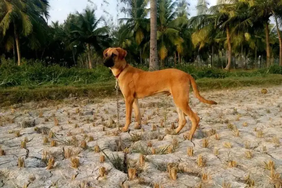 Anleitung zur Aufzucht von Kombai-Hunden (Indien)