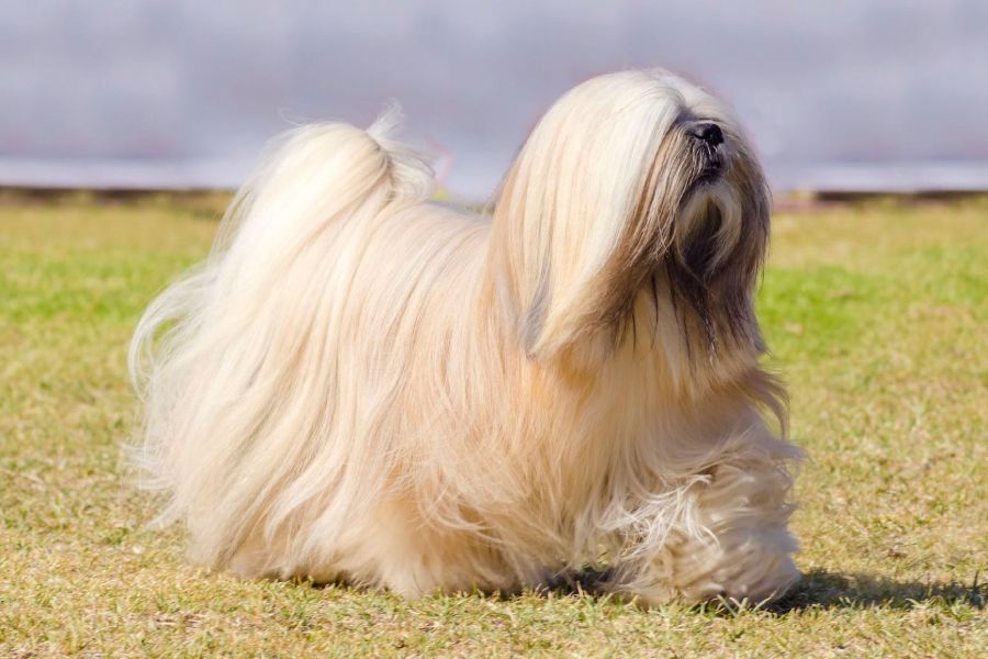 Anleitung zur Aufzucht langhaariger Lhasa-Apso-Hunde