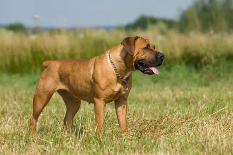 Anleitung zur Aufzucht riesiger südafrikanischer Mastiffs