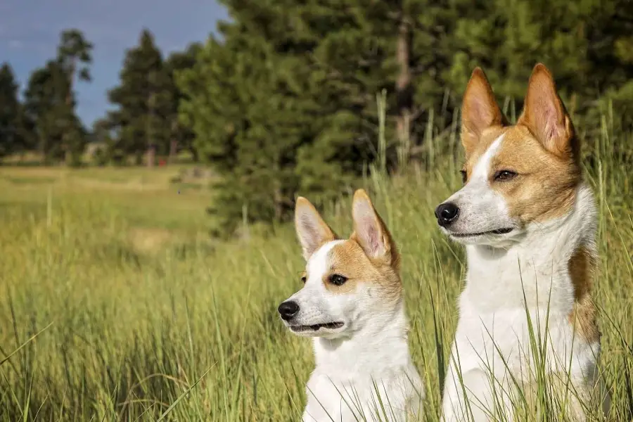 Anleitung zur Aufzucht schwedischer Norrbottenspets-Hunde