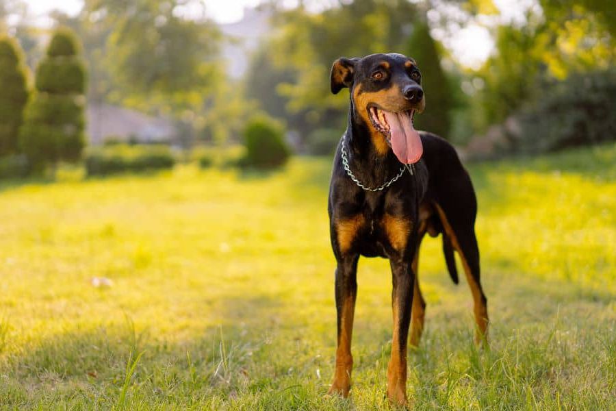 Anleitung zur Aufzucht deutscher Pinscher-Hunde