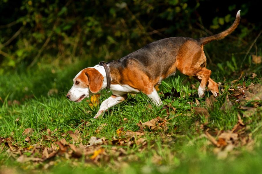 Anleitung zur Aufzucht von Deutschen Jagdhunden