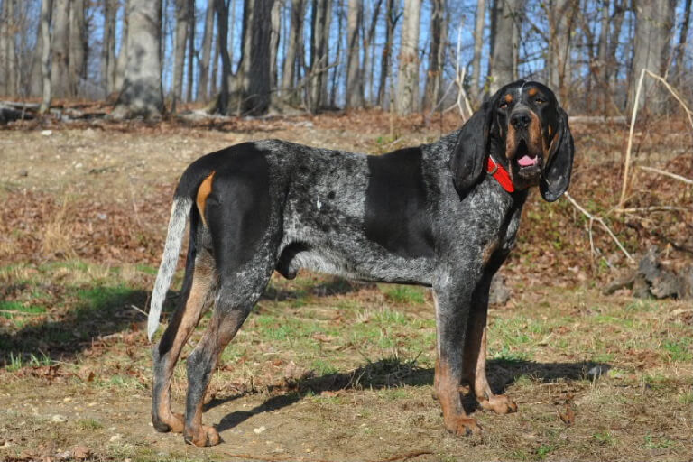 Anleitung zur Erziehung von Hunden zur Jagd auf blaue Waschbären