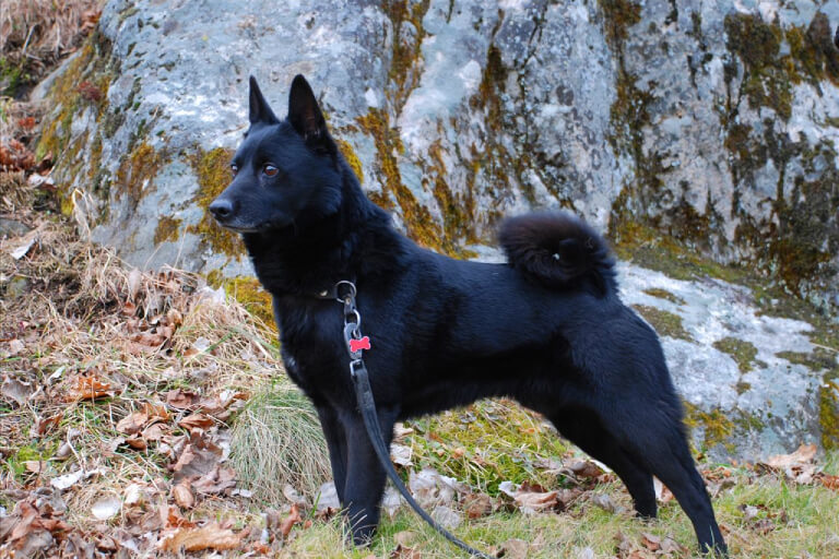 Anleitung zur Aufzucht eines schwarzen norwegischen Deerhounds