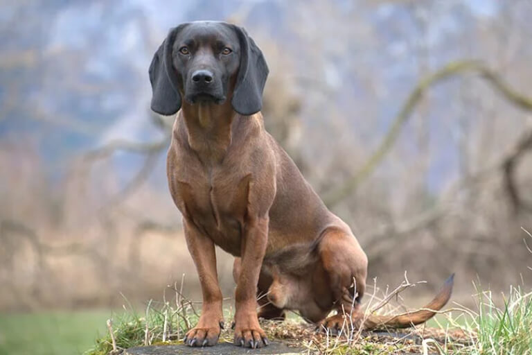 Anleitung zur Erziehung bayerischer Gebirgsjagdhunde