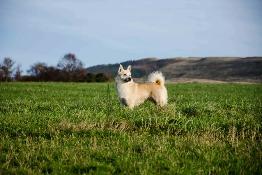 Anleitung zur Aufzucht norwegischer Buhund-Hunde