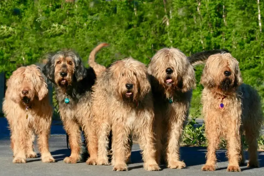 Anleitung zur Aufzucht eines Otterhounds