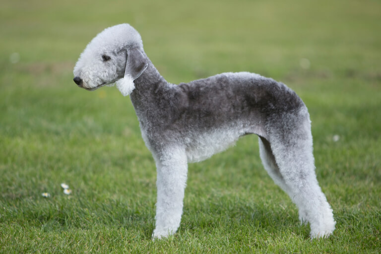 Anleitung, wie man den britischen Bedlington Terrier