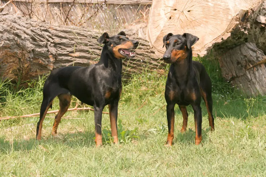 Anleitung zur Aufzucht eines Manchester Terriers