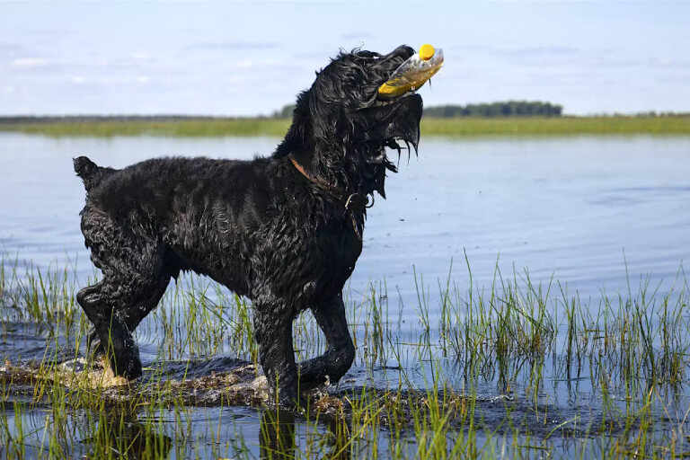 Anleitung zur Aufzucht eines Black Russian Terrier