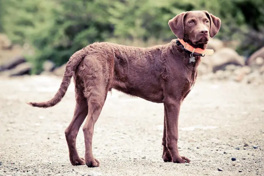 Wie man einen Chesapeake Bay Retriever großzieht