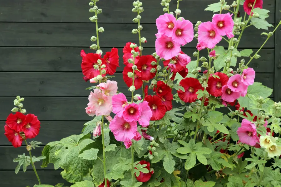 Anleitung zum Rosenanbau