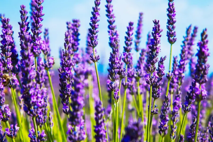 Anleitung zum Anbau von Lavendel