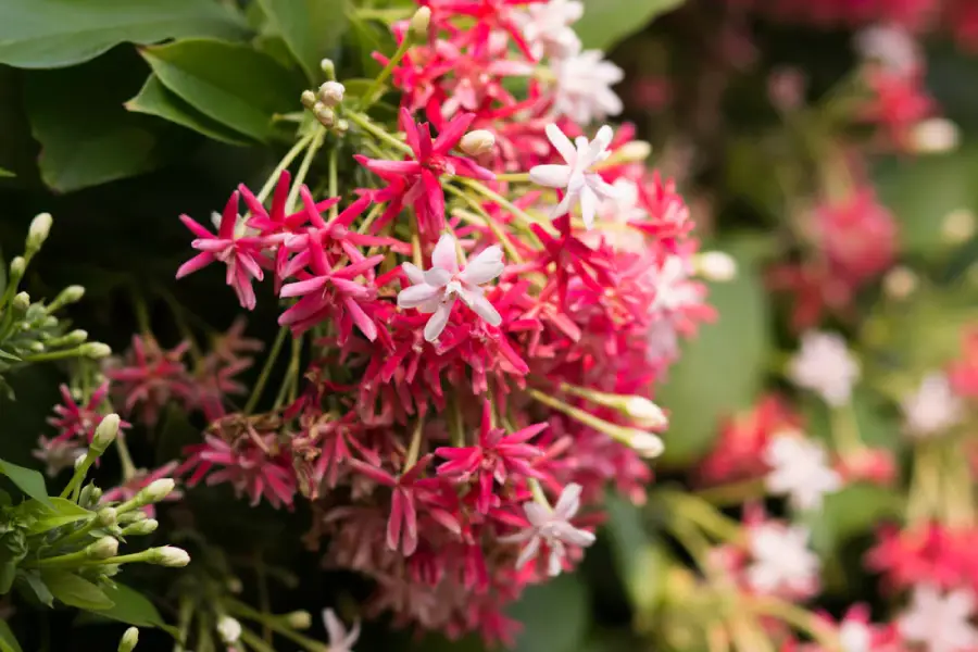 Anleitung zum Züchten von Blumen aus Samen/Zweigen