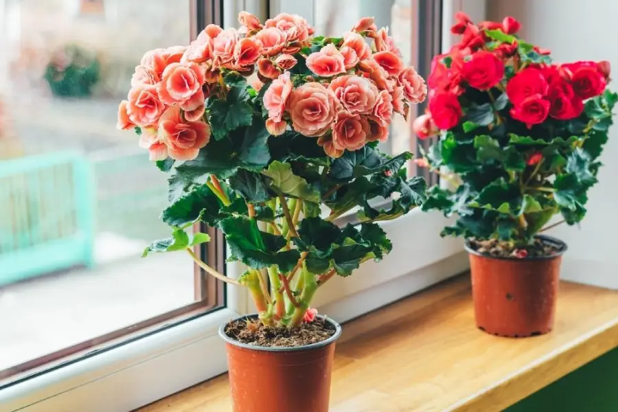 Anleitung zum Züchten von Begonienblüten