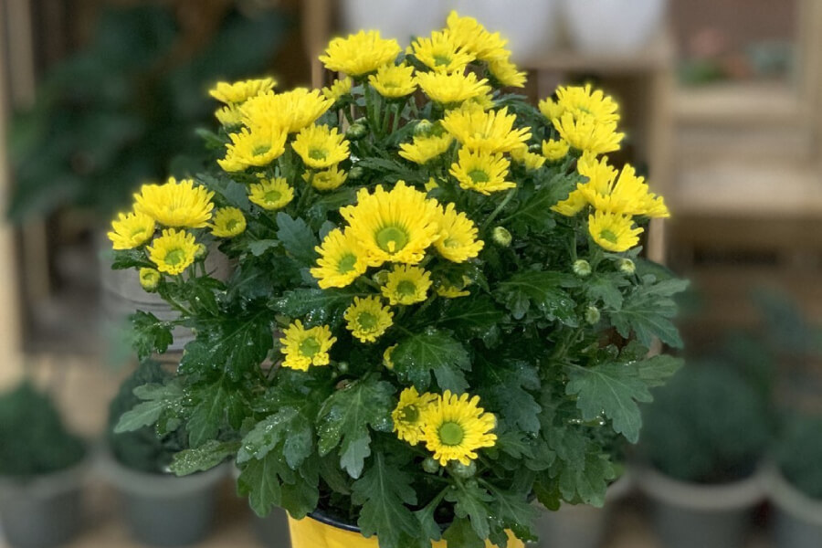 Anleitung zum Züchten gelber Chrysanthemen aus Samen